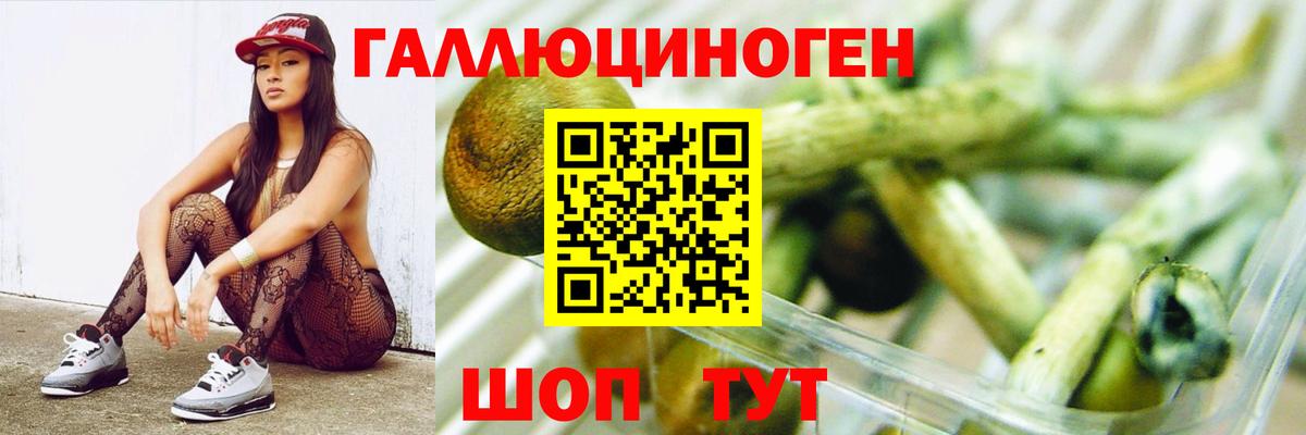 Псилоцибиновые грибы Psilocybine cubensis Губаха
